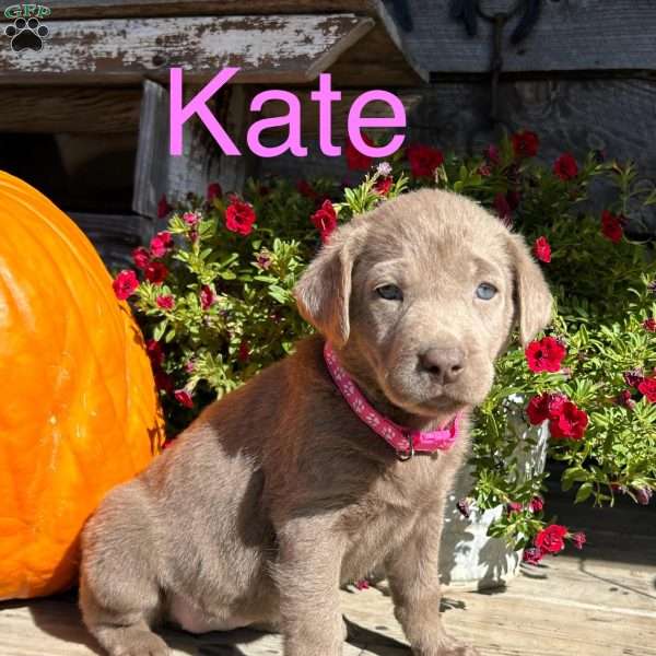 Kate, Silver Labrador Retriever Puppy